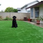 Synthetic Lawn Pet Turf San Diego, Top Rated Artificial Grass Installation for Dogs