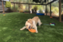 How To Clean Dog Urine From Artificial Grass San Diego?