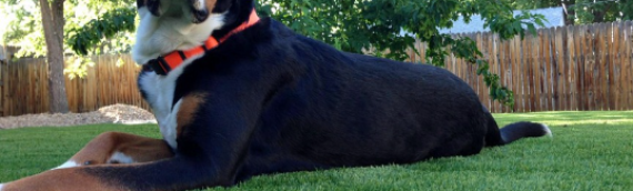 ▷5 Reasons Your Artificial Turf Smells Of Dog Urine San Diego