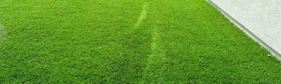 ▷7 Tips To Get Rid Of Burned Grass With Artificial Turf San Diego
