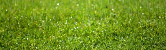 ▷5 Tips To Protect Your Artificial Grass From Extreme Weather Conditions In San Diego