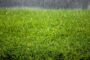5 Tips To Protect Your Artificial Grass From Extreme Weather Conditions In San Diego